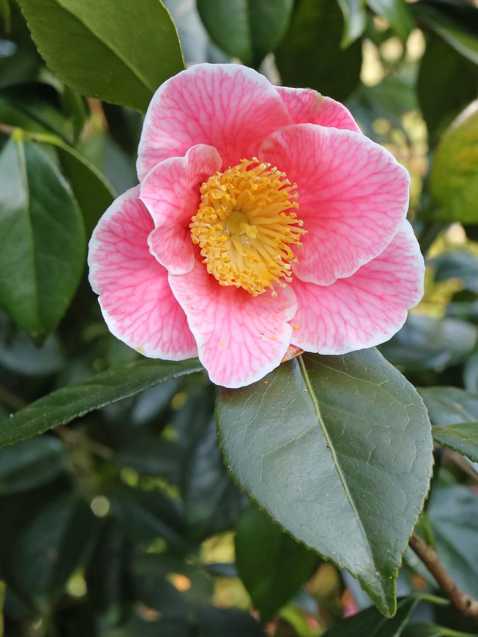 C. japonica 'Adelina Patti' AGM